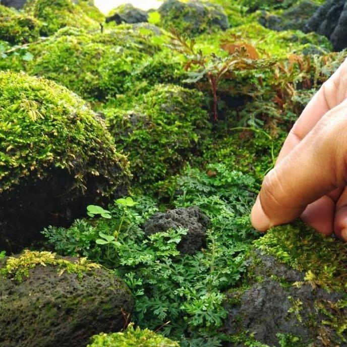 Bolbitis Heteroclita Difformis 'Mini Bolbitis' - Tanaman Paludarium