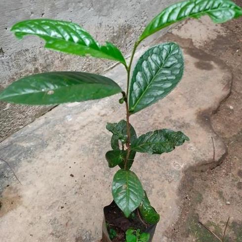 Bibit Pohon Daun Teh Hijau - Tanaman Herbal asli TARAJU