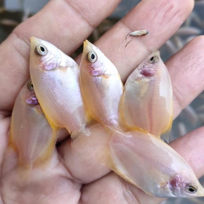 bibit gurame padang size jempol