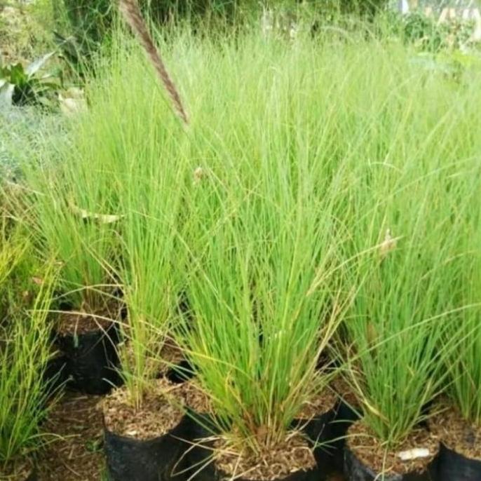 Tanaman ekor kuda Pohon buntut kuda Alang Alang buntut kuda love grass