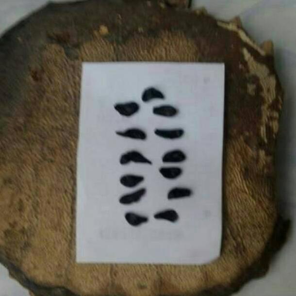 Empedu Bulus Asli Ibu Aminah