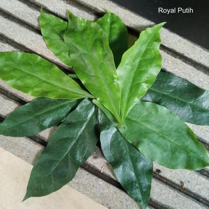 DAUN JARUM TUJUH BINTANG / TUJUH JARUM / TUJUH DURI PER LEMBAR