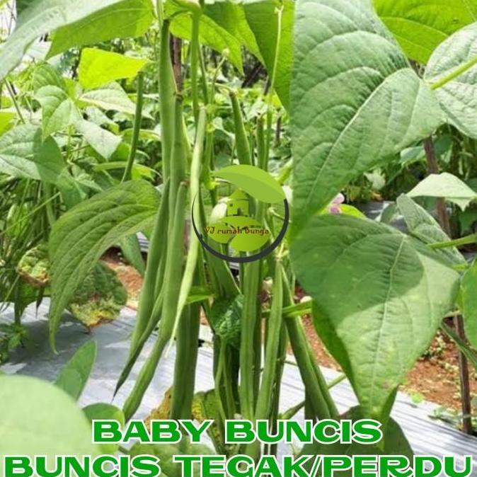 Benih Buncis Tegak Buncis Kenya Buncis Gypsi