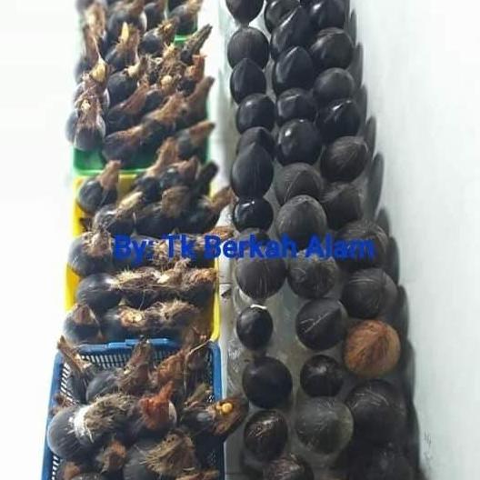 bibit/bahan bonsai kelapa mini/gading