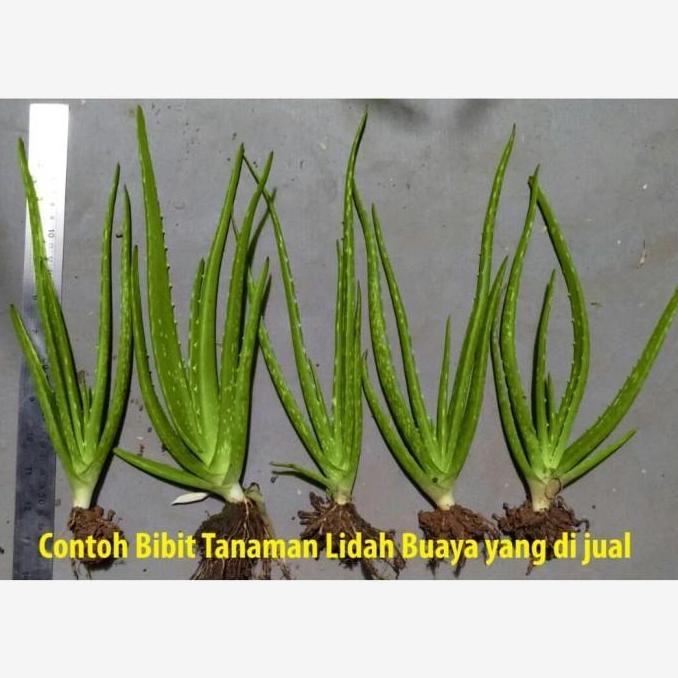 Bibit Tanaman Lidah Buaya Pontianak Kalimantan Jumbo Besar