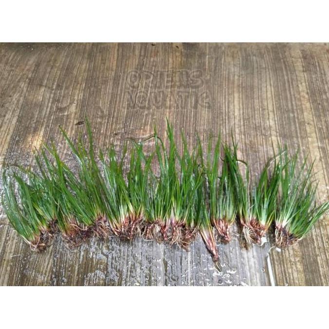 Tanaman Paludarium/Terarium - Acorus Calamus