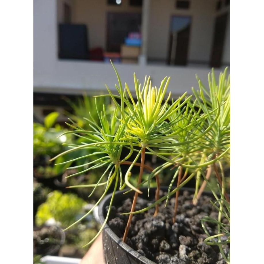 Biji Bonsai Japanese Black Pine PREMIUM