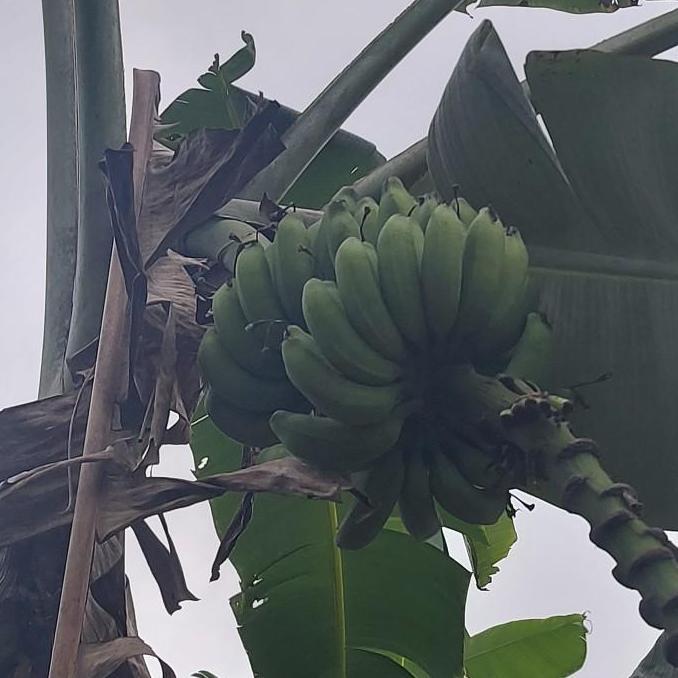 bibit pisang raja sereh super