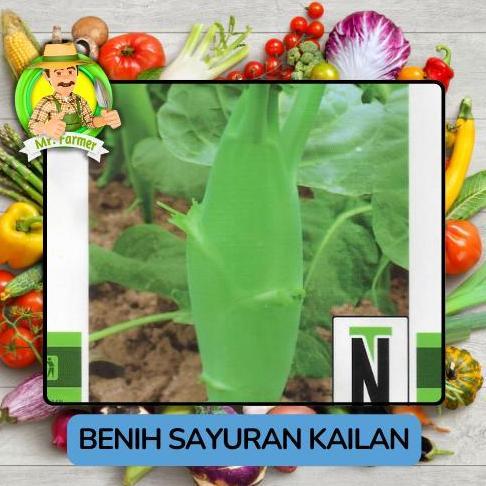 Jenis Tanaman Sayutan Kilan Sayurn Tanaman Bibit Sayuran