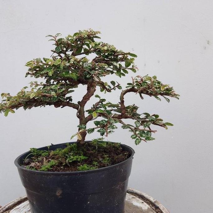 bonsai murah promo 3jenis bonsai jadi WAR