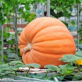 Bisa Cod Labu Raksasa Benih 5 Seed ><