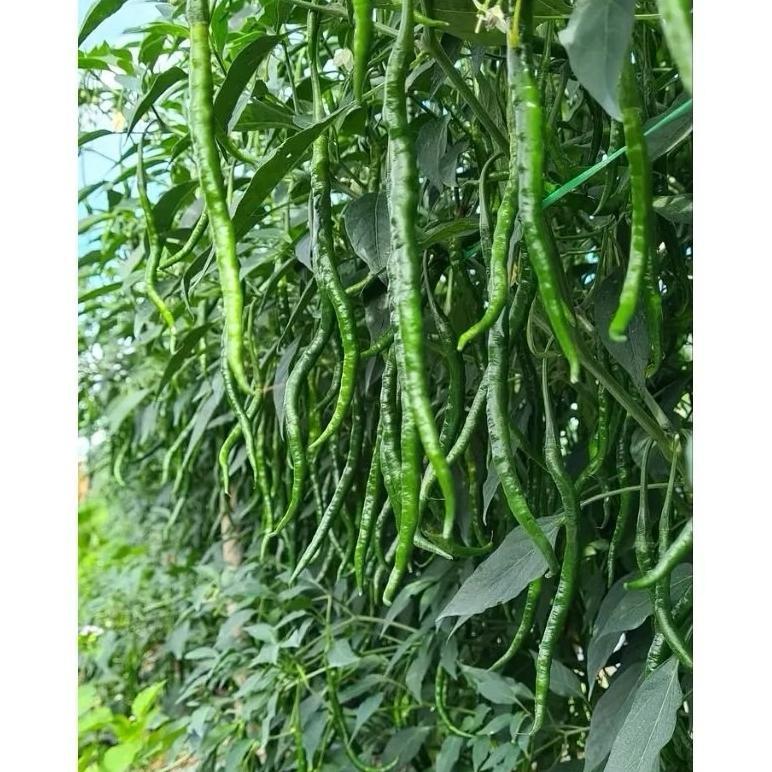 Bisa Cod {10 Gram} Benih Cabe Merah Lokal Batu Garut ><