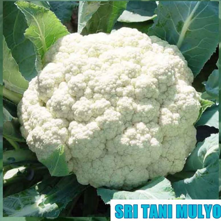 Bisa Cod 25 Biji - Benih Kol Aquina F1 Cap Panah Merah - Bibit Tanaman Sayur Sayuran Bunga Kol Kubus