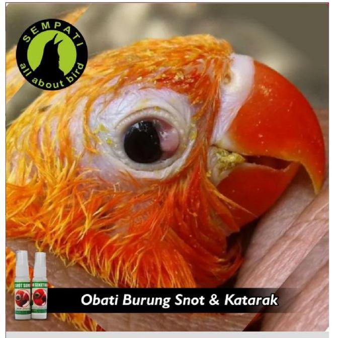 Bridwoi- G014036 Snot Sembuh Seketika Merek Sempati Obat Sakit Mata Katarak