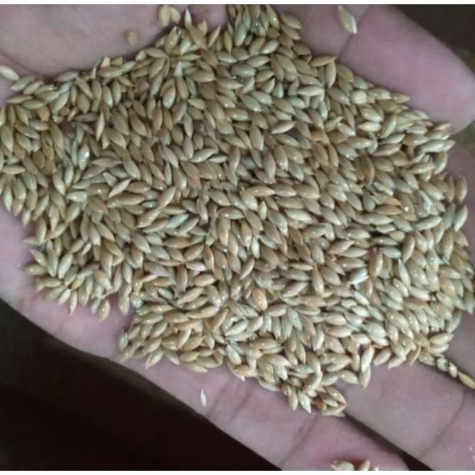 Bridwoi- Canary Seed Biji Kenari Karungan 25 Kg