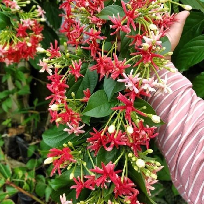 tanaman merambat melati Belanda bunga tumpuk