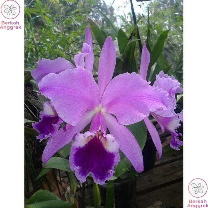 Seedling Cattleya Anggrek Cattleya