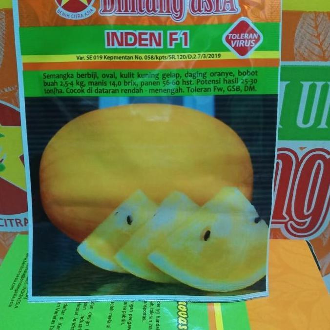 benih semangka kuning inden F1