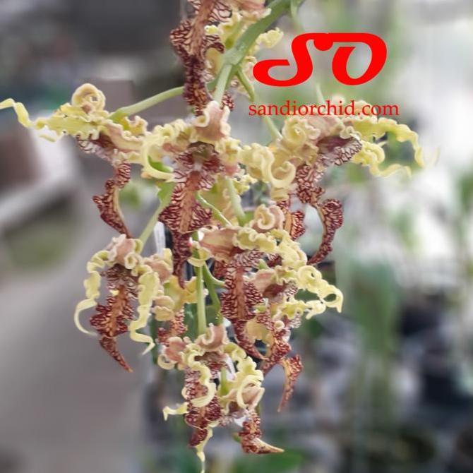 TERBARU - [ REMAJA ] Dendrobium spectabile Eksotis, Langka, dan Penuh Karakter