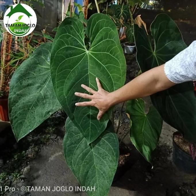 Terlaris Tanaman Hias Kuping Gajah Kalong Verde