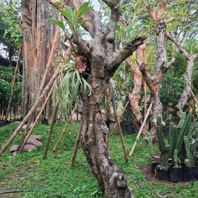 Terlaris Pohon Kamboja Fosil || Tanaman Kamboja Fosil || Tinggi 3 - 4 Meter || Harga Ekonomis