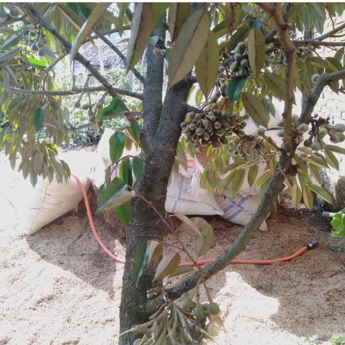 Terlaris Pohon Durian Bawor Siap Berbuah-Durian Bawor