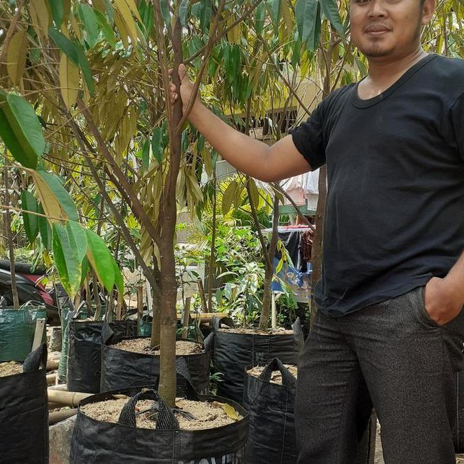 Terlaris Pohon Durian Musangking Tinggi 2 Meter Batang Besar