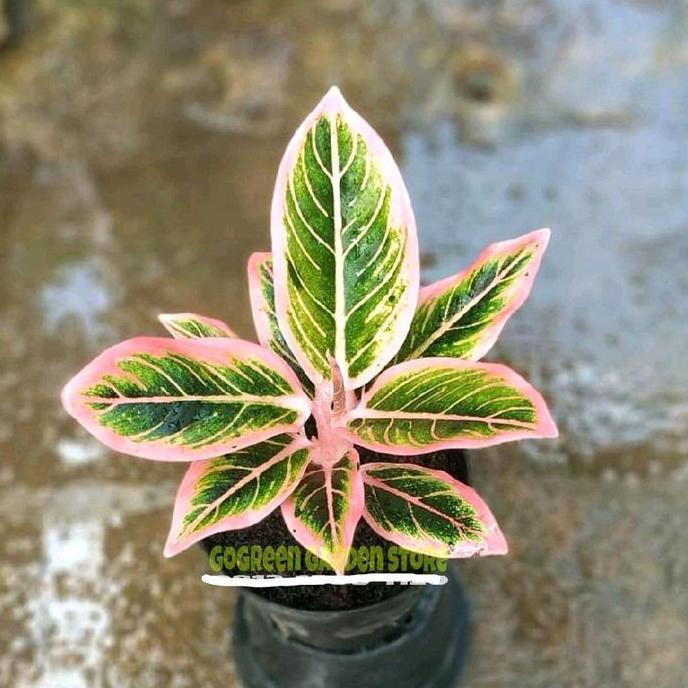 Terlaris Tanaman Hias - Pohon Aglonema Lotus Dellight / Aglaonema Lotus Delight