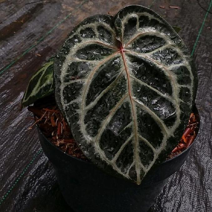 Terlaris Anthurium Red Tiger Selection Tanaman Hias Dengan Daun Unik Dan Cantik Untuk Dekorasi Rumah