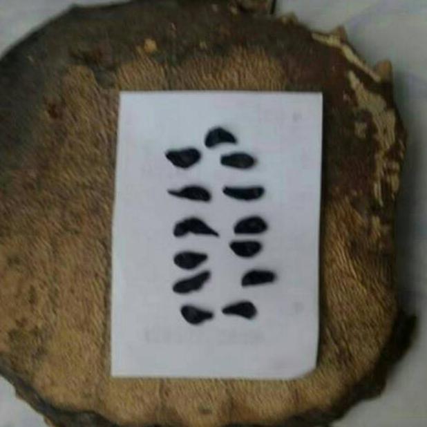 Empedu Bulus Asli Ibu Aminah