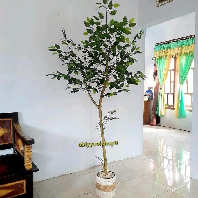 Pohon Beringin Varigata Artificial Aesthetic Natural Design LATEX dengan Tinggi 170cm dalam Pot Plas