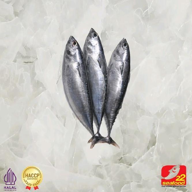 Ikan Baby Tuna Utuh 5 Kg Ikan Jumbo Size Expor Quality Frozen