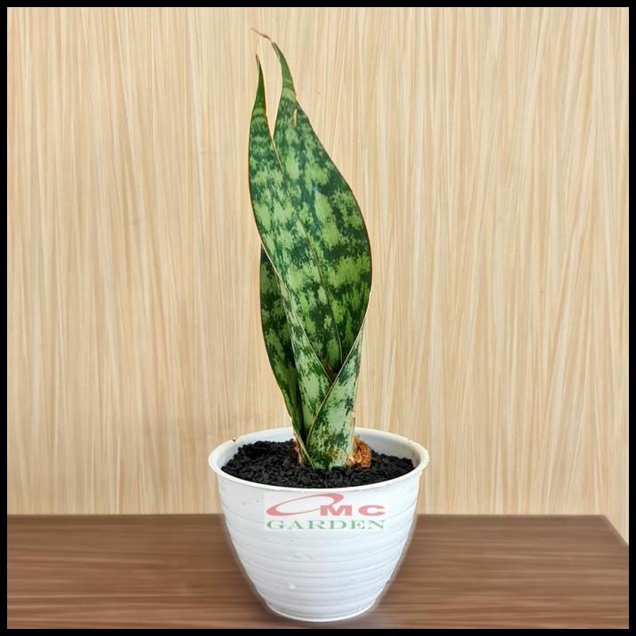 GRATIS ONGKIR LIDAH MERTUA SANSEVIERIA SANSIVERA ZEYLANICA HIJAU TUA ZEBRA 30-40 