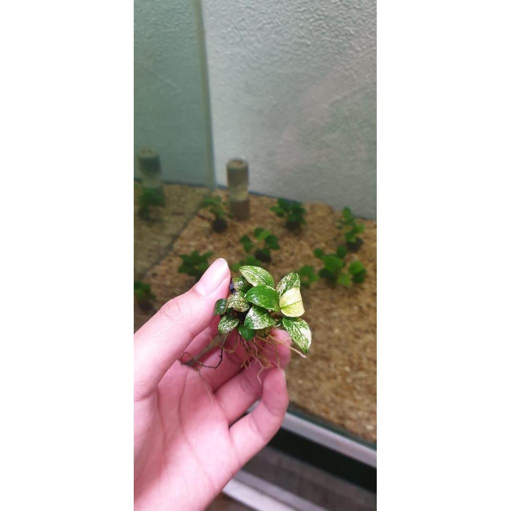 Anubias Pinto / Tanaman Aquascape Pinto