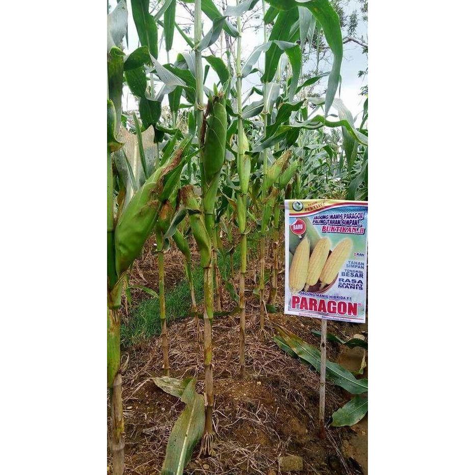benih / bibit jagung manis PARAGON
