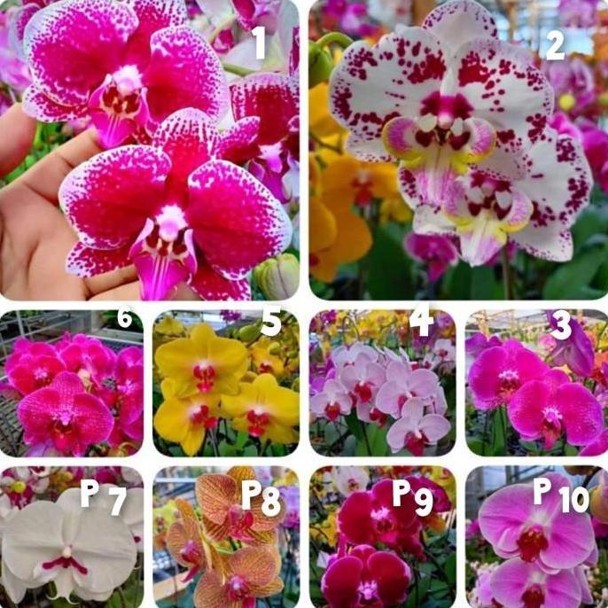 bibit anggrek bulan bunga jumbo