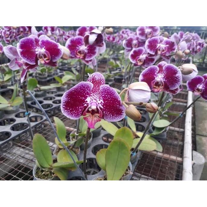 Anggrek Bulan Mini warna Bunga Ungu Totol Putih