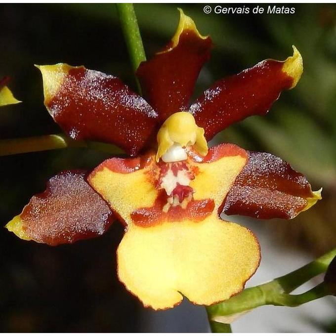 ( SPIKE / BERBUNGA ) Oncidium Green Valley Honey 'Sweet Lady'
