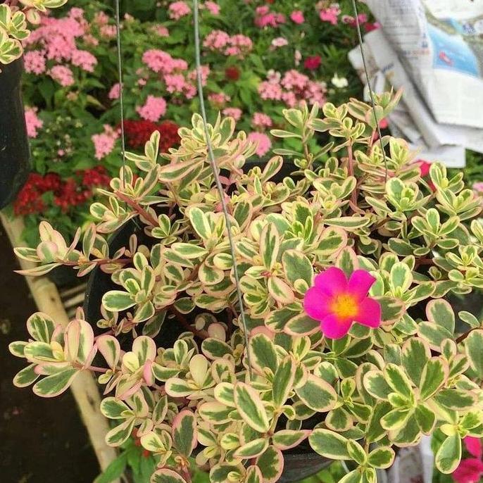 tanaman krokot varigata pink rimbun murah