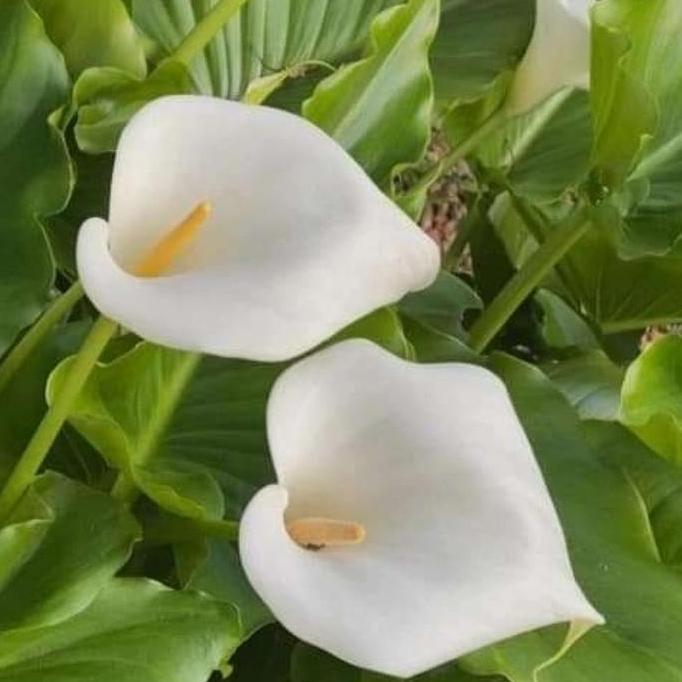 tanaman hias calla lily putih