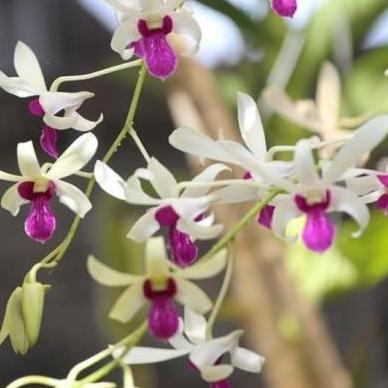 Dendrobium mesangnil dewasa