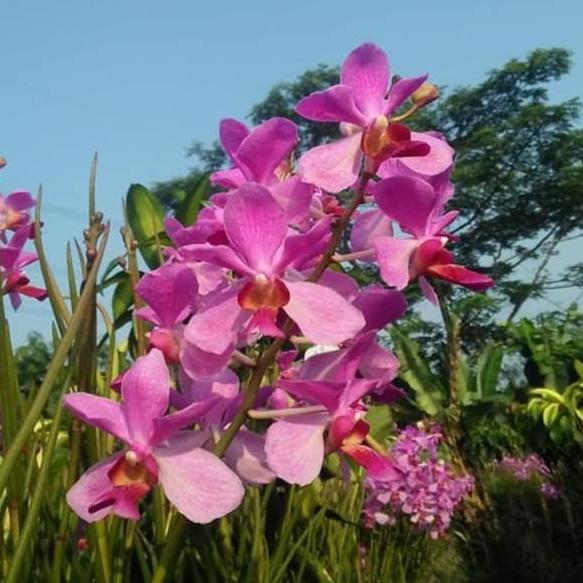 [ DEWASA ] Vanda Douglas - Anggrek Ikonik Tangerang Selatan yang Menawan