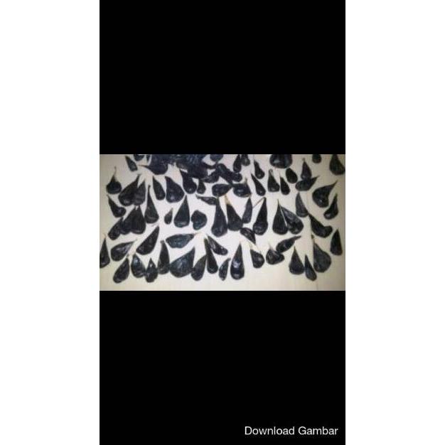 Empedu Ular Cobra Asli Ibu Aminah