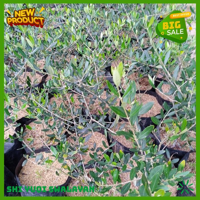 ZAITUN BIBIT TANAMAN ZAITUN OLIVE EUROPAEA ZAITUN TINGGI BIJI BENIH TANAMAN TANAMAN BEST QUALITY 