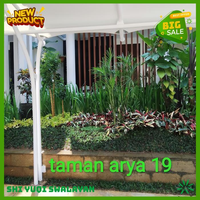 TANAMAN HIAS KUCAI MINI TANAMAN BIJI BENIH TANAMAN KUCAI BEST QUALITY 