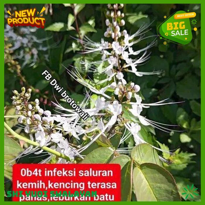 TANAMAN BUNGA KUMIS KUCING TANAMAN TANAMAN HERBAL BIJI BENIH TANAMAN KUMIS HIGHT CLASS 