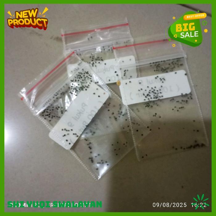 100 BIJI BUNGA KROKOT MAWAR TUMPUK BERANEKA WARNA BIJI BENIH TANAMAN BUNGA HIGHT CLASS 