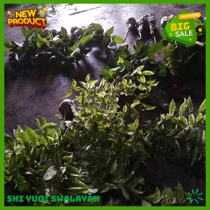 BIBIT BUNGA PORANA VOLUBIS TANAMAN WANGI SEMERBAK BIJI BENIH TANAMAN PORANA HIGHT CLASS 