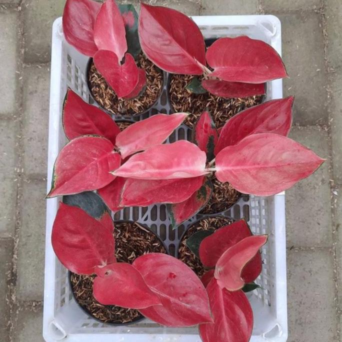 Tanaman hias pohon aglonema suksom/aglonema suksom/bunga aglonema suksom murah