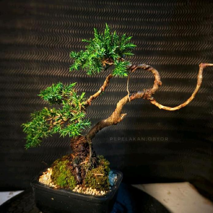 Bonsai Mini Shito Mame Cemara Siap Pajang Plus Pot Bonsai  Dan Free Moss murah